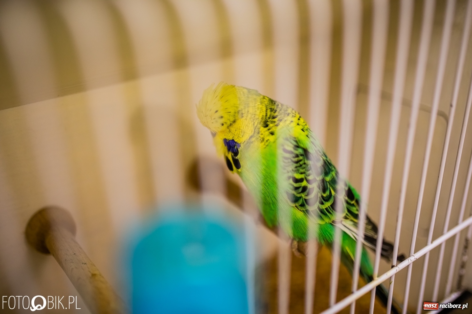 Zdjęcie w galerii na portalu naszraciborz.pl: Trwa wystawa ptaków w Labiryncie wiadomości z regionu