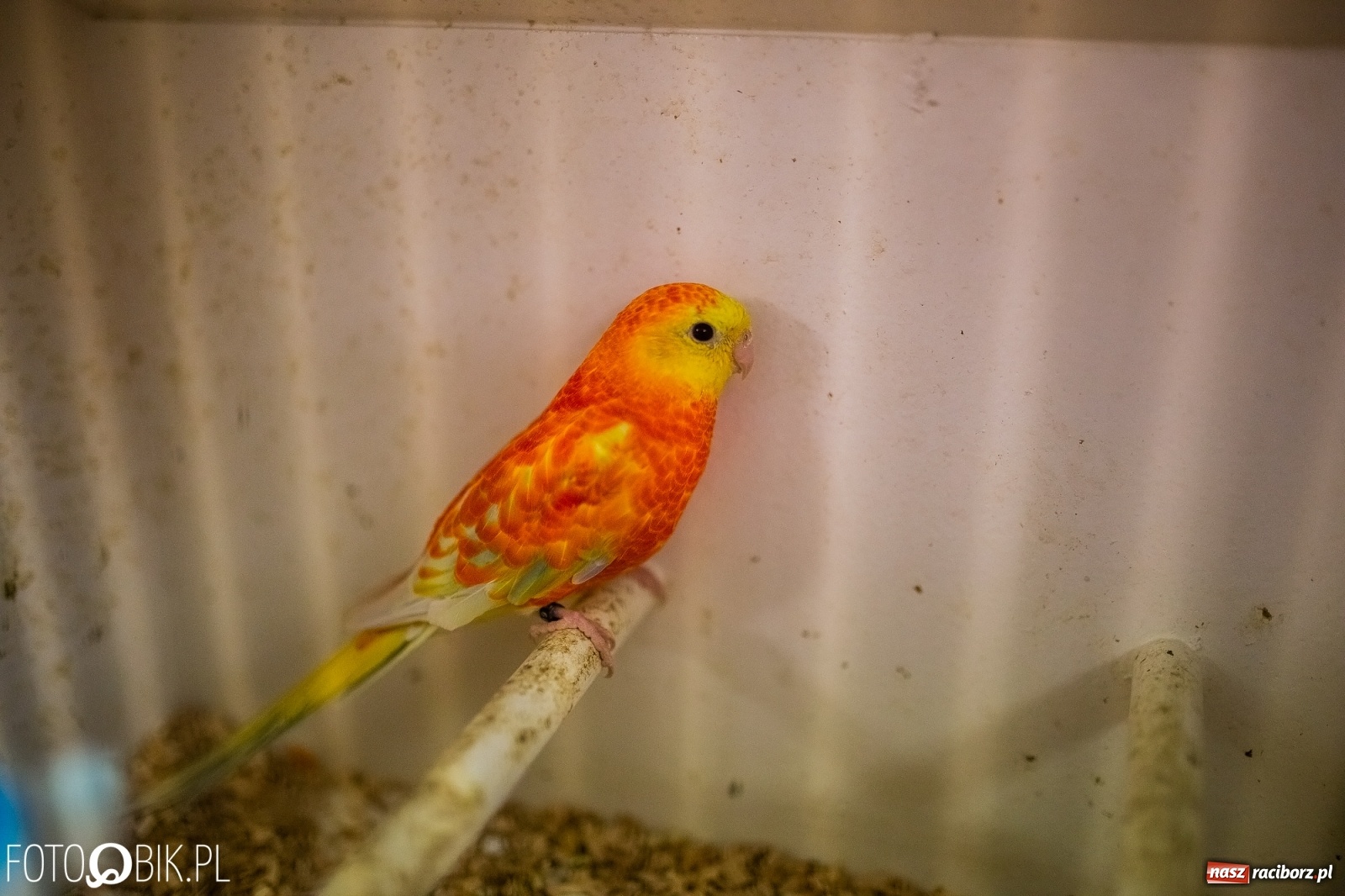 Zdjęcie w galerii na portalu naszraciborz.pl: Trwa wystawa ptaków w Labiryncie wiadomości z regionu