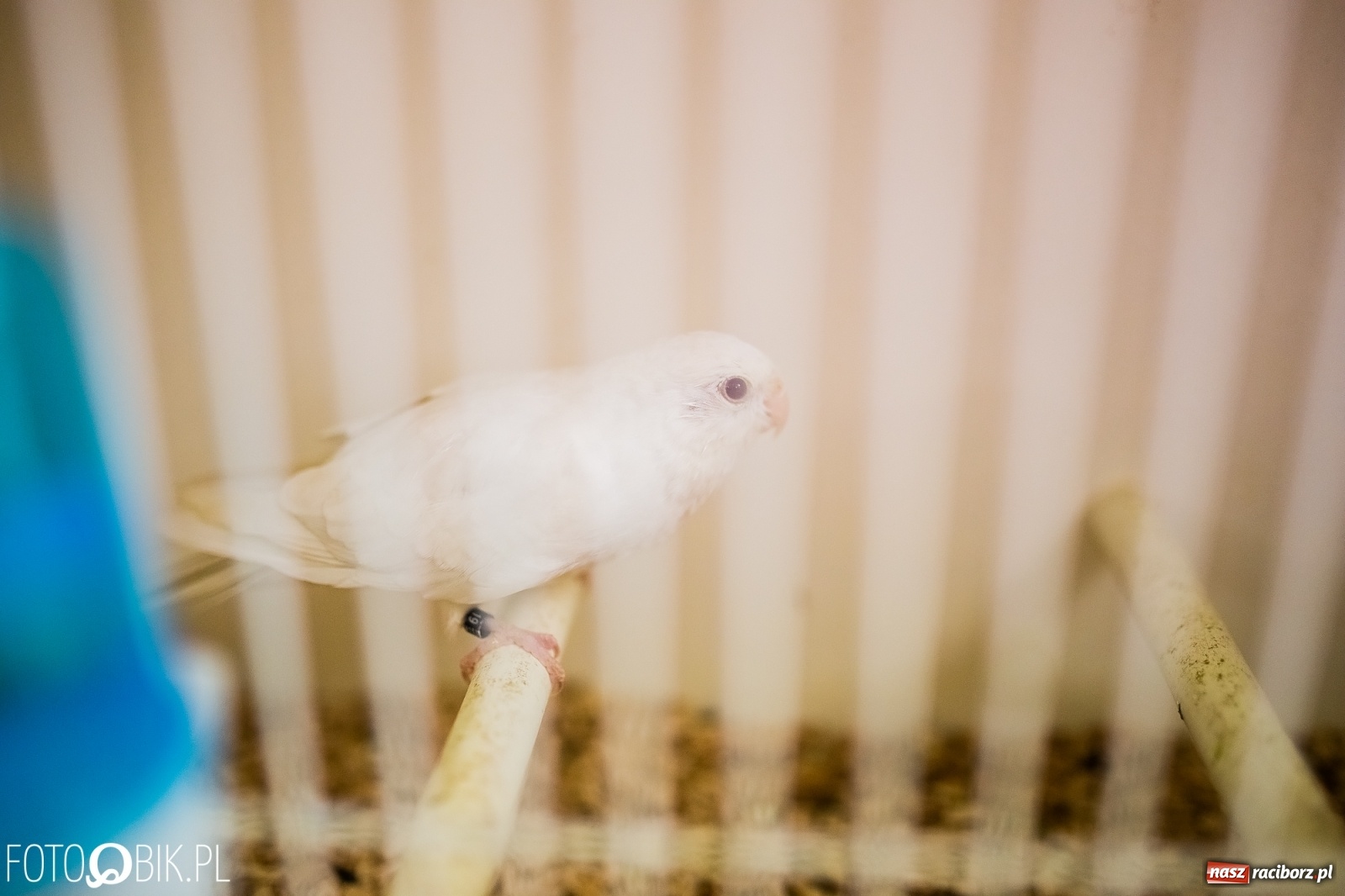 Zdjęcie w galerii na portalu naszraciborz.pl: Trwa wystawa ptaków w Labiryncie wiadomości z regionu