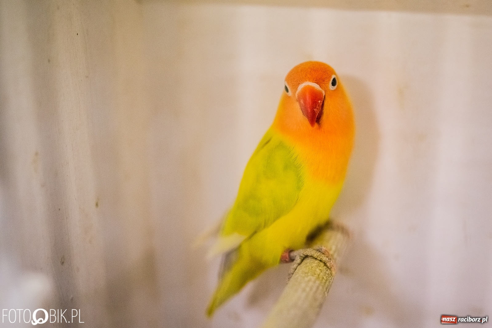 Zdjęcie w galerii na portalu naszraciborz.pl: Trwa wystawa ptaków w Labiryncie wiadomości z regionu