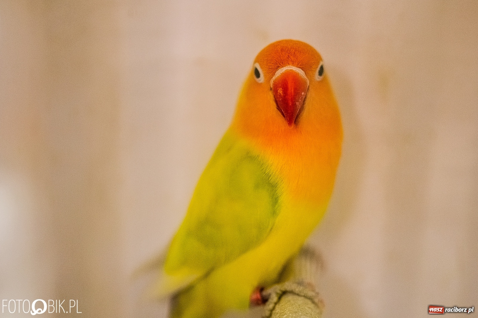 Zdjęcie w galerii na portalu naszraciborz.pl: Trwa wystawa ptaków w Labiryncie wiadomości z regionu