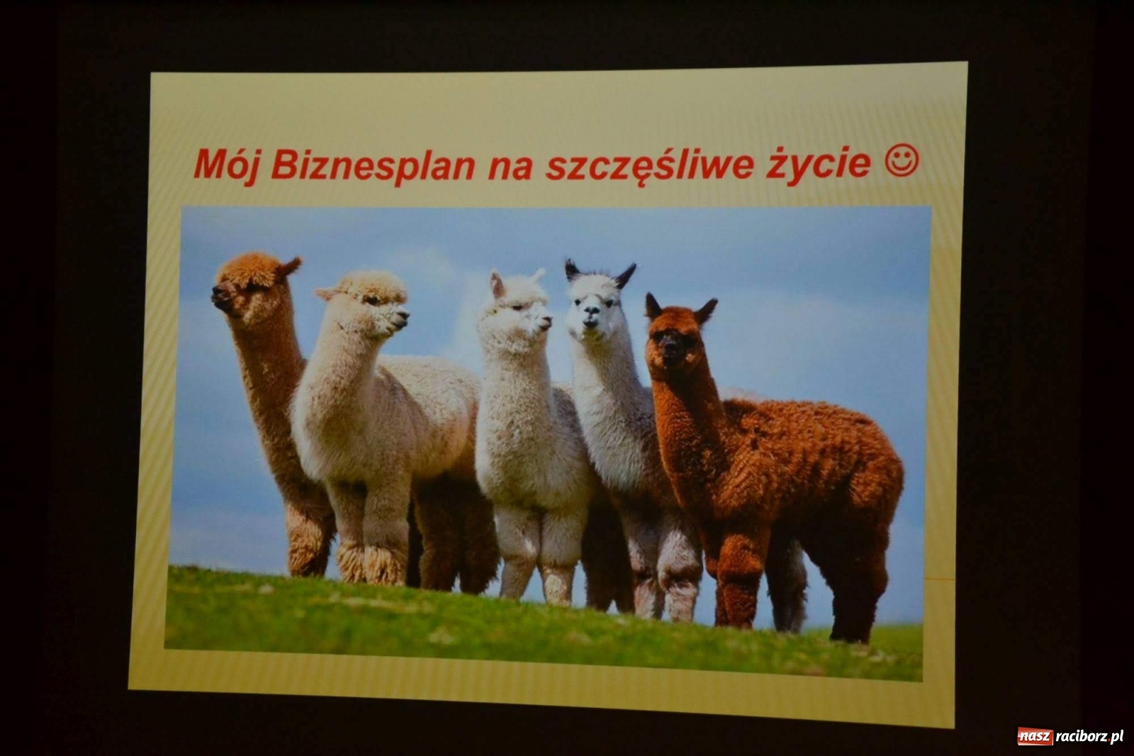 Zdjęcie w galerii na portalu naszraciborz.pl: Hodowla alpak wygrała konkurs na najlepszy młodzieżowy biznesplan  wiadomości z regionu