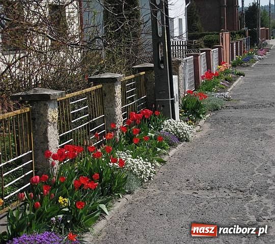 Zdjęcie w galerii na portalu naszraciborz.pl: Raków - najpiękniejszy w województwie? wiadomości z regionu