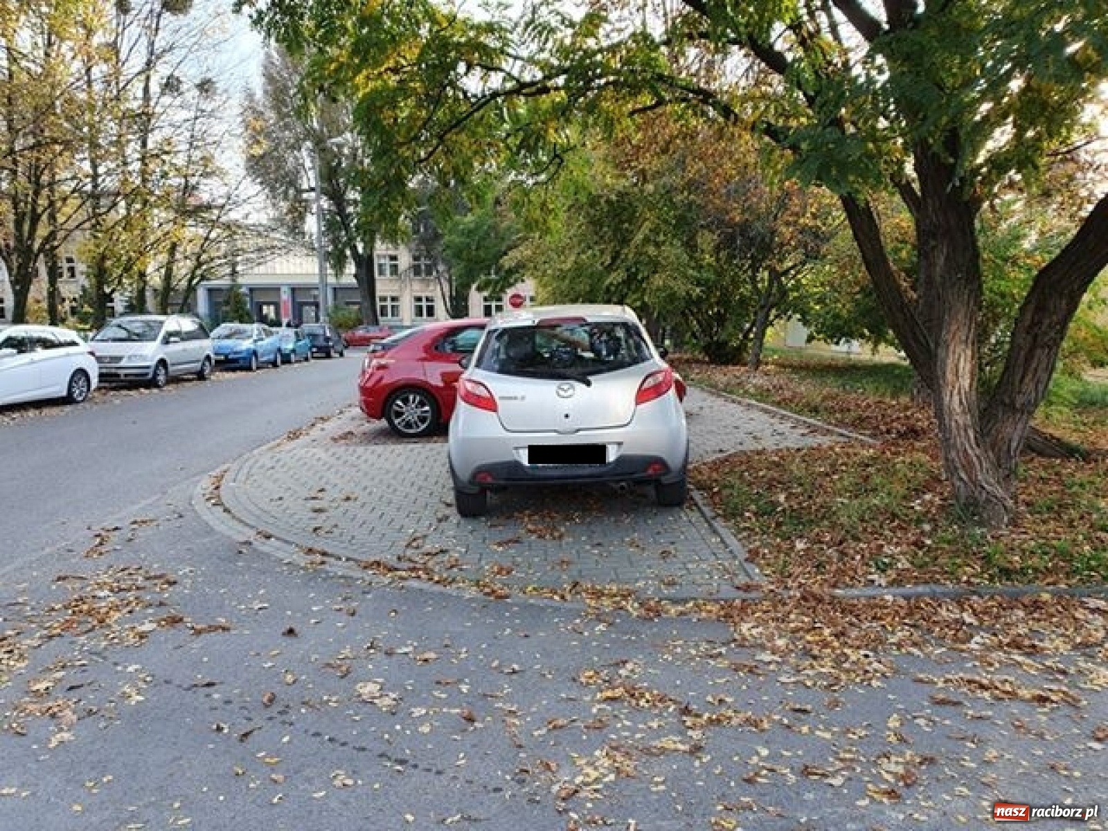 Zdjęcie w galerii na portalu naszraciborz.pl: Mistrz zawsze znajdzie sobie miejsce!  wiadomości z regionu