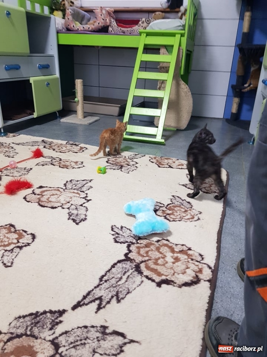 Zdjęcie w galerii na portalu naszraciborz.pl: Nakarm psisko i kocisko! Akcja charytatywna w SP 13 wiadomości z regionu