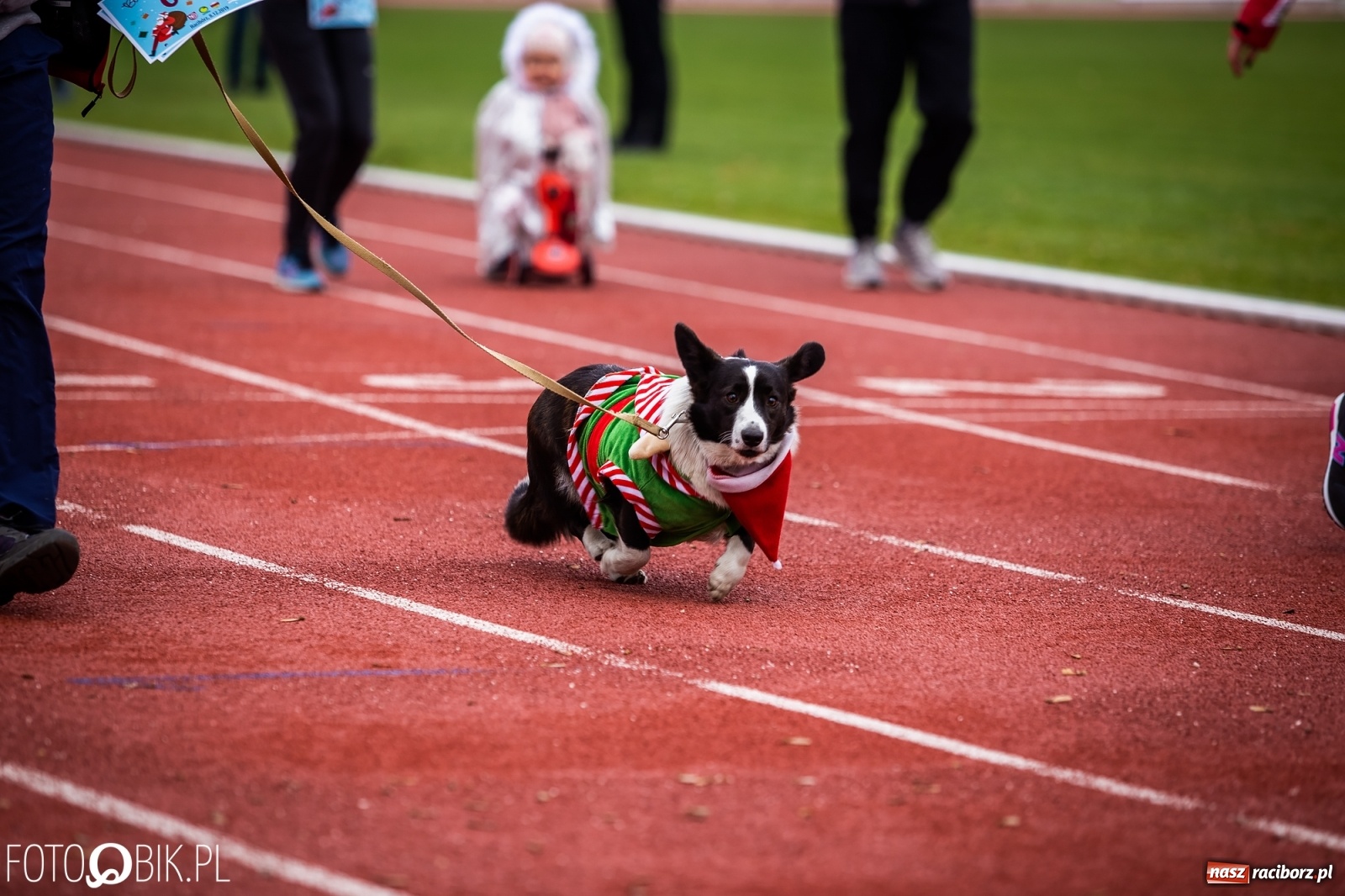 Zdjęcie w galerii na portalu naszraciborz.pl: Raciborski Bieg Mikołajkowy [FOTO i WIDEO] wiadomości z regionu