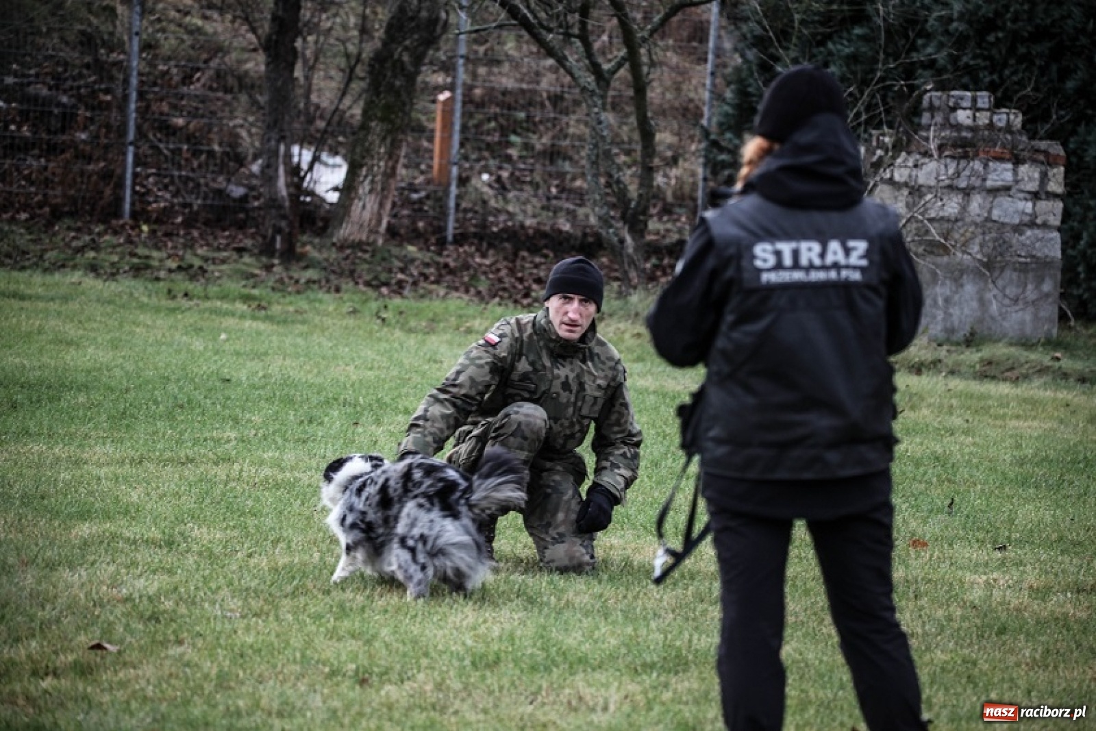 Zdjęcie w galerii na portalu naszraciborz.pl: Tak szkoli się pilotażowa grupa K9 terytorialsów wiadomości z regionu