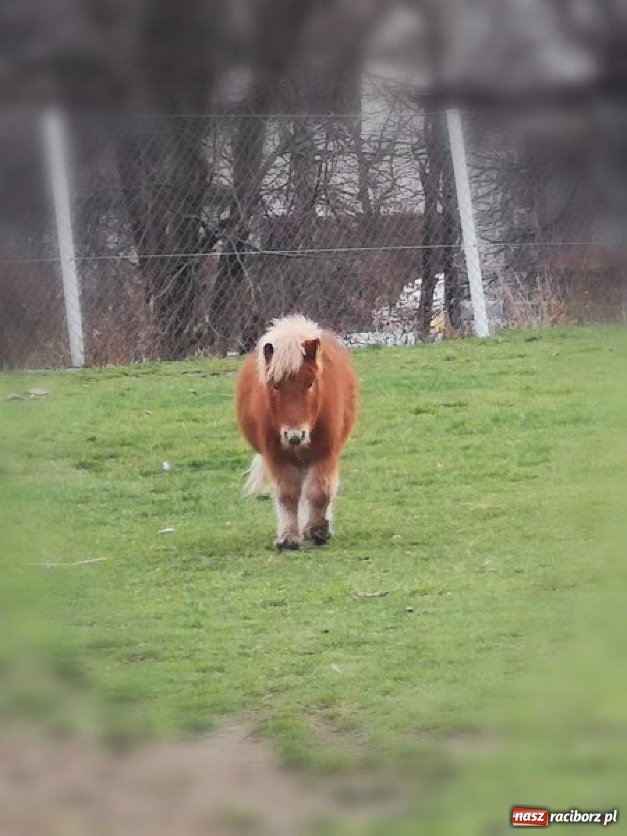 Zdjęcie w galerii na portalu naszraciborz.pl: Na Rynku w Raciborzu będzie żywa szopka bożonarodzeniowa wiadomości z regionu