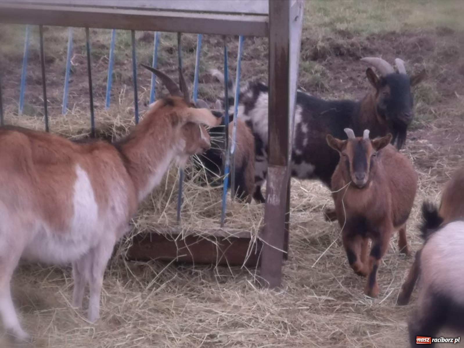 Zdjęcie w galerii na portalu naszraciborz.pl: Na Rynku w Raciborzu będzie żywa szopka bożonarodzeniowa wiadomości z regionu