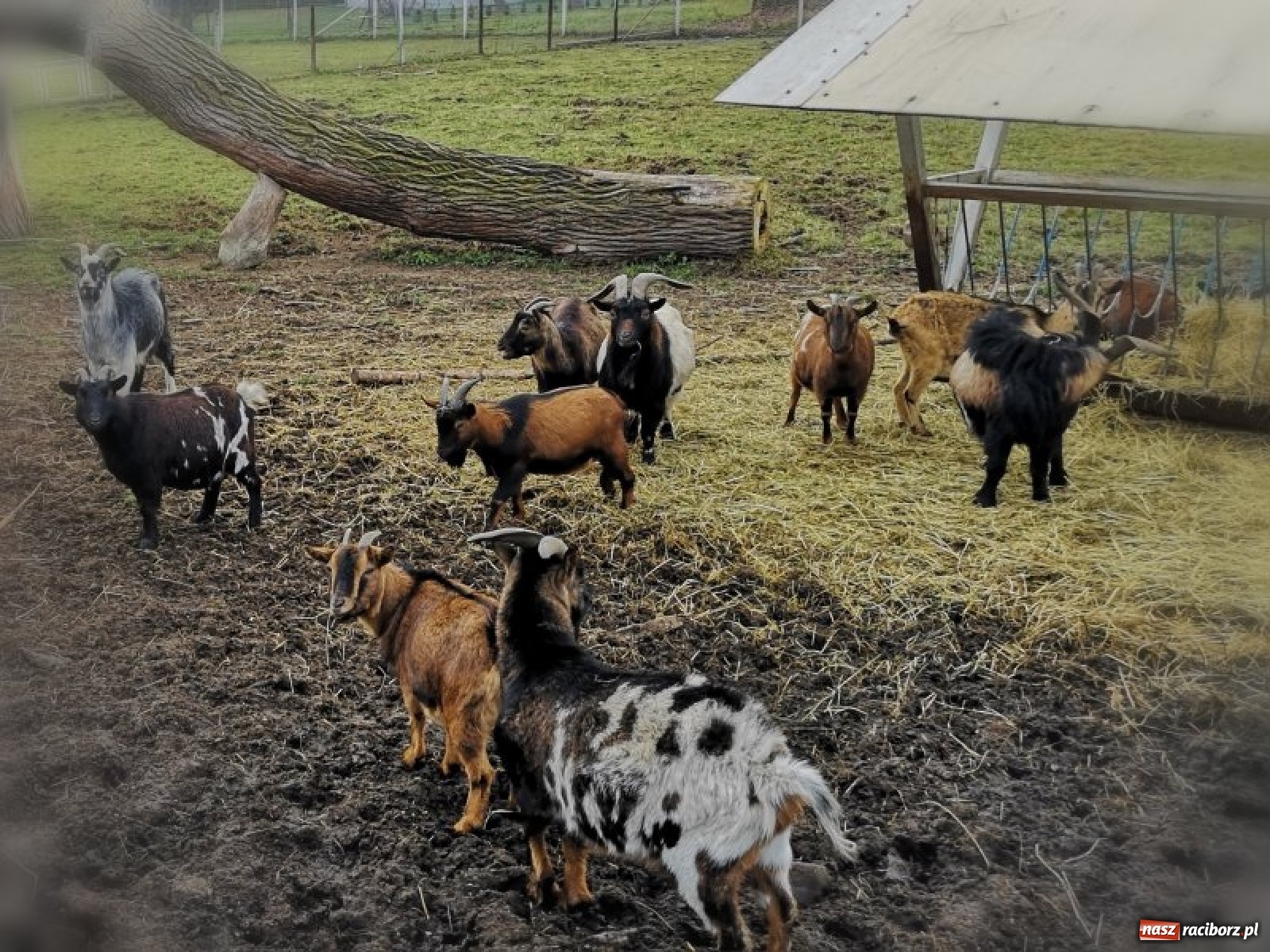 Zdjęcie w galerii na portalu naszraciborz.pl: Na Rynku w Raciborzu będzie żywa szopka bożonarodzeniowa wiadomości z regionu