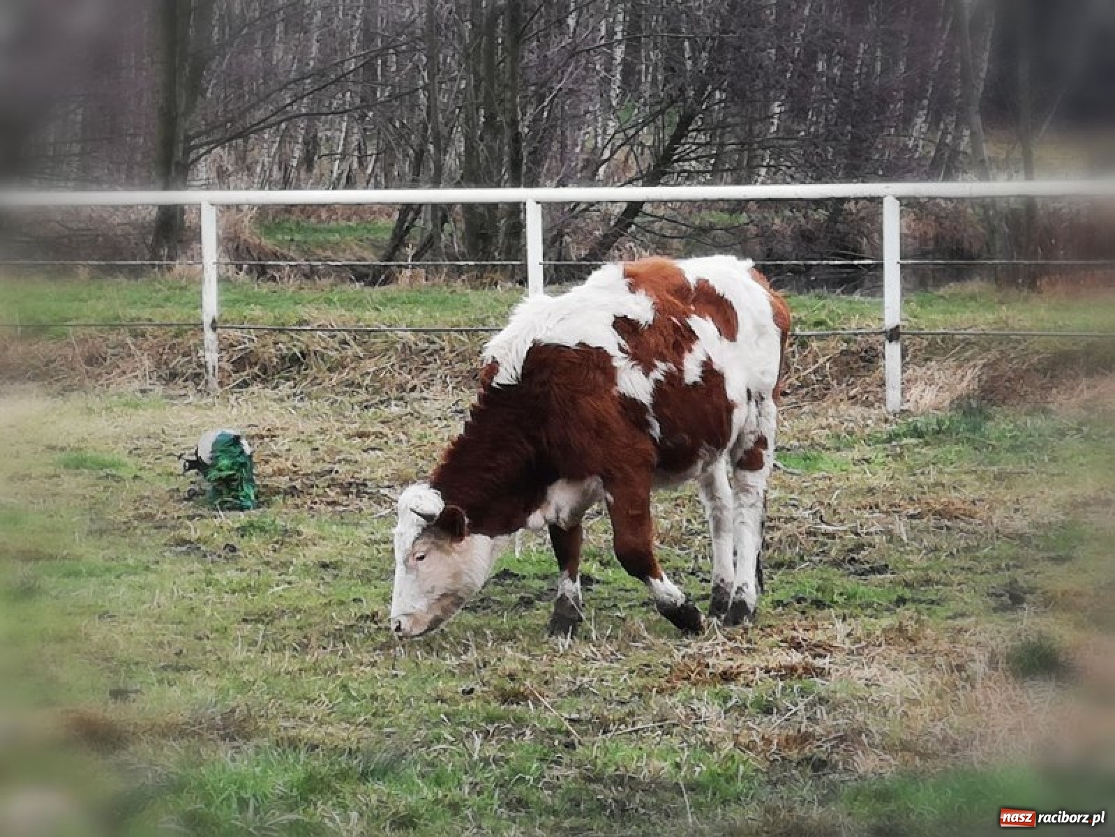 Zdjęcie w galerii na portalu naszraciborz.pl: Na Rynku w Raciborzu będzie żywa szopka bożonarodzeniowa wiadomości z regionu