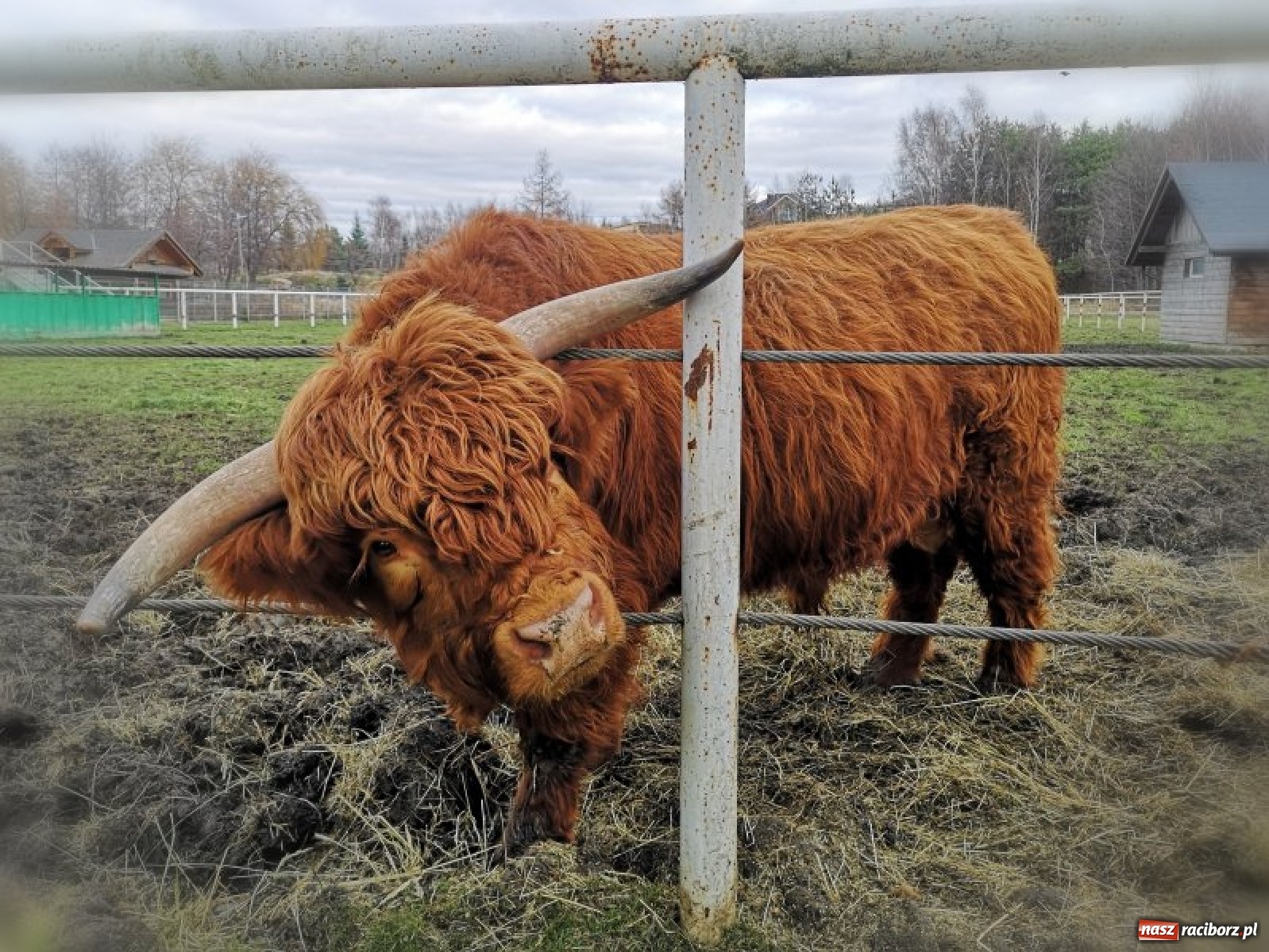 Zdjęcie w galerii na portalu naszraciborz.pl: Na Rynku w Raciborzu będzie żywa szopka bożonarodzeniowa wiadomości z regionu