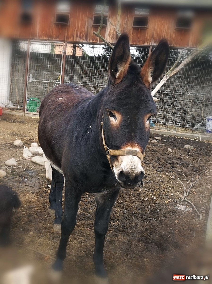 Zdjęcie w galerii na portalu naszraciborz.pl: Na Rynku w Raciborzu będzie żywa szopka bożonarodzeniowa wiadomości z regionu