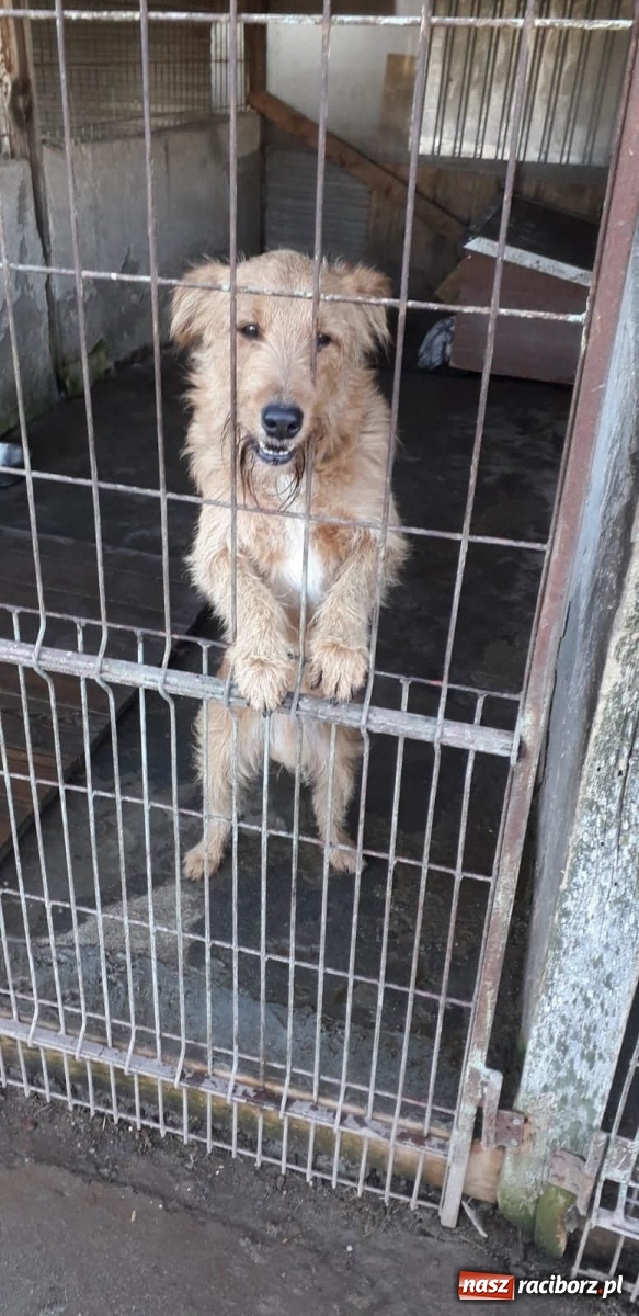 Zdjęcie w galerii na portalu naszraciborz.pl: Akcja Razem na święta w Studziennej wiadomości z regionu