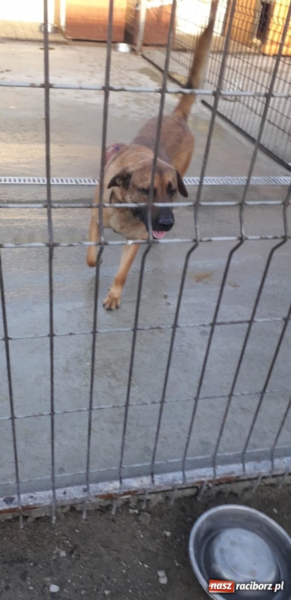 Zdjęcie w galerii na portalu naszraciborz.pl: Akcja Razem na święta w Studziennej wiadomości z regionu