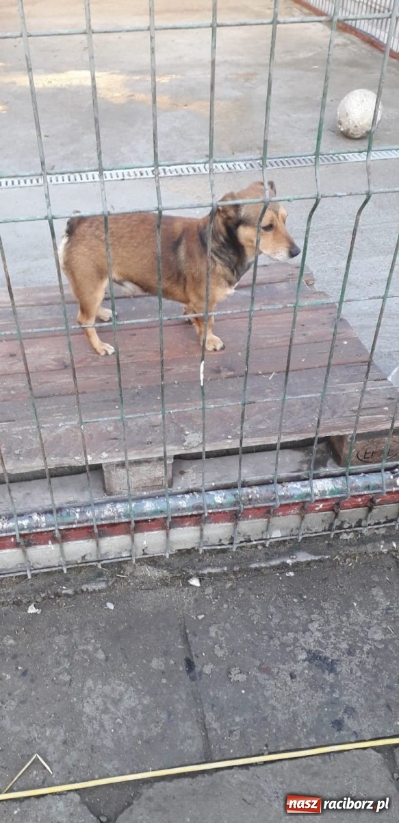 Zdjęcie w galerii na portalu naszraciborz.pl: Akcja Razem na święta w Studziennej wiadomości z regionu