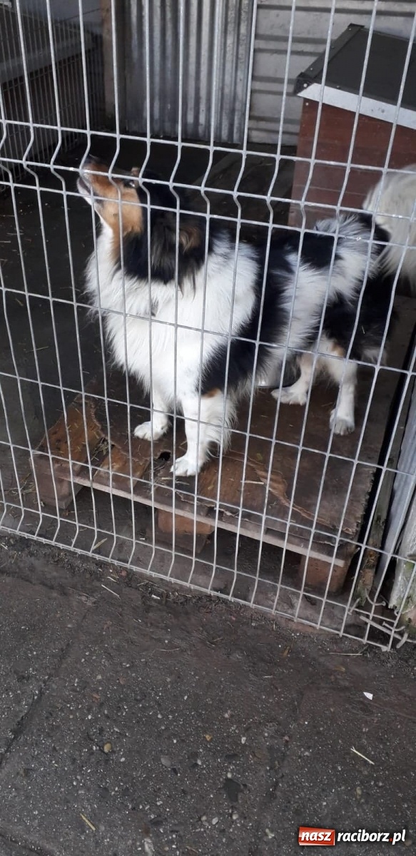 Zdjęcie w galerii na portalu naszraciborz.pl: Akcja Razem na święta w Studziennej wiadomości z regionu