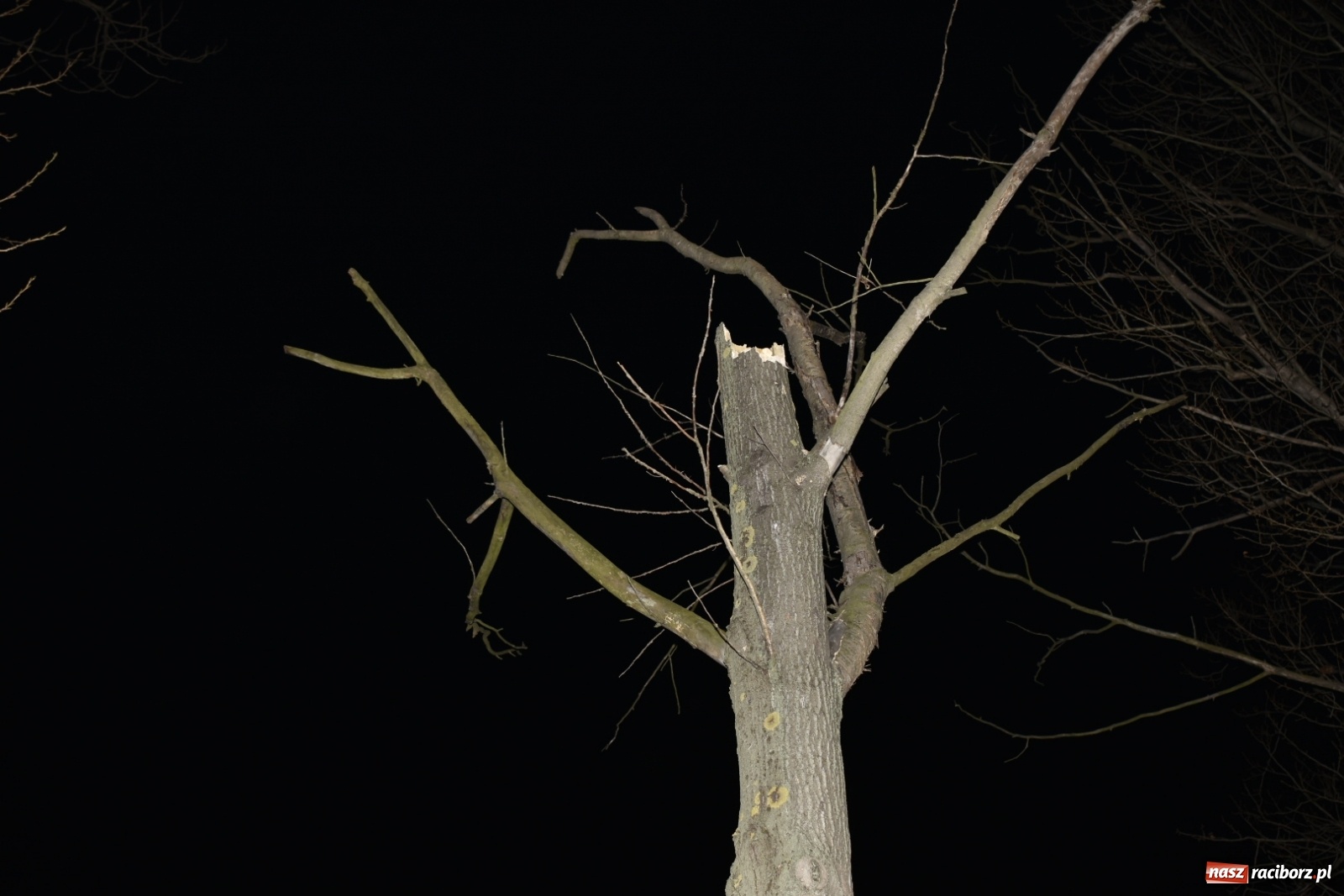 Zdjęcie w galerii na portalu naszraciborz.pl: Drzewo uszkodziło samochód na drodze Pietrowice Wielkie-Kietrz  wiadomości z regionu