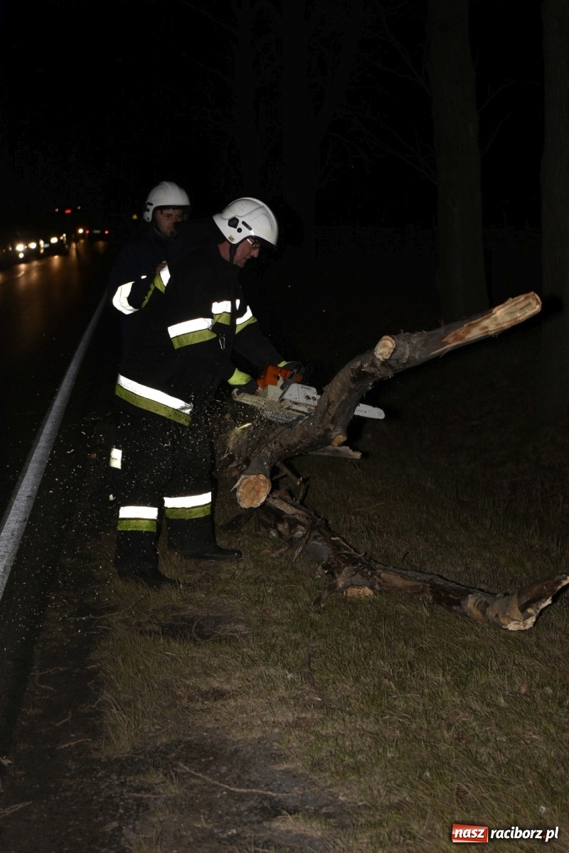 Zdjęcie w galerii na portalu naszraciborz.pl: Drzewo uszkodziło samochód na drodze Pietrowice Wielkie-Kietrz  wiadomości z regionu