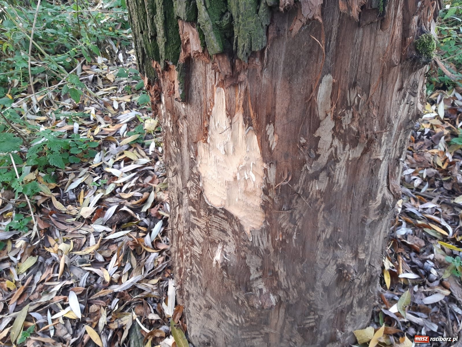 Zdjęcie w galerii na portalu naszraciborz.pl: Bobry rozgościły się w Raciborzu. Radny chce je chronić [FOTO] wiadomości z regionu