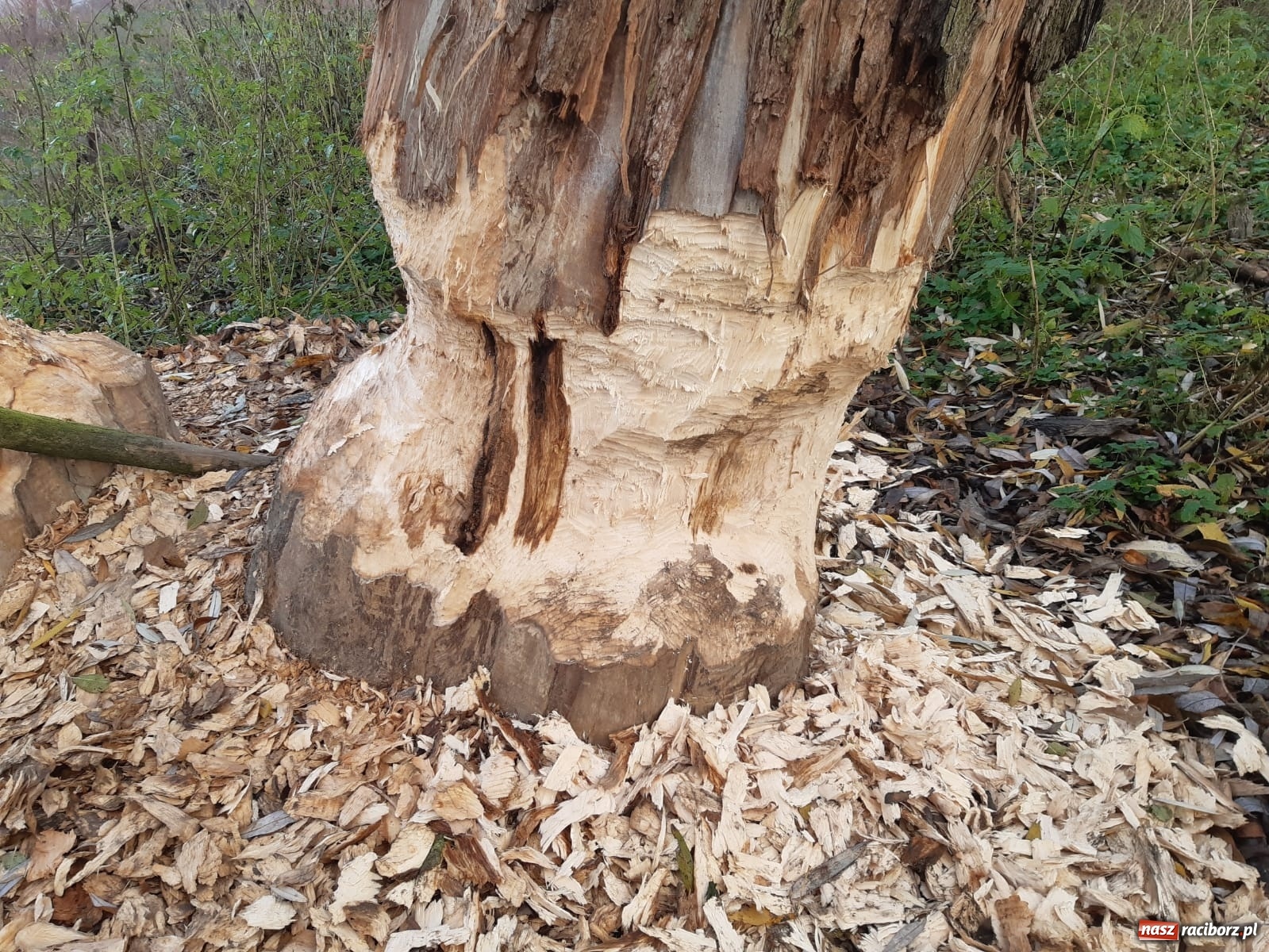 Zdjęcie w galerii na portalu naszraciborz.pl: Bobry rozgościły się w Raciborzu. Radny chce je chronić [FOTO] wiadomości z regionu
