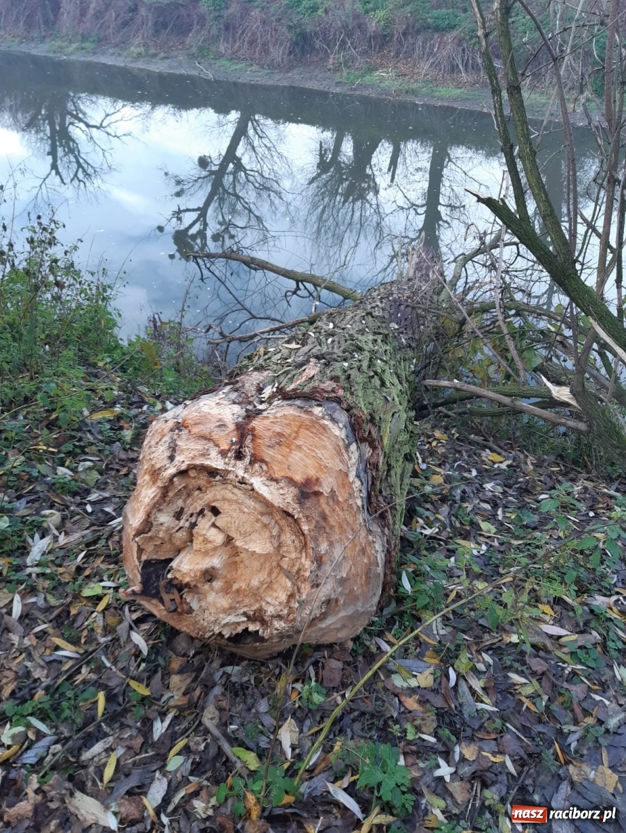 Zdjęcie w galerii na portalu naszraciborz.pl: Bobry rozgościły się w Raciborzu. Radny chce je chronić [FOTO] wiadomości z regionu