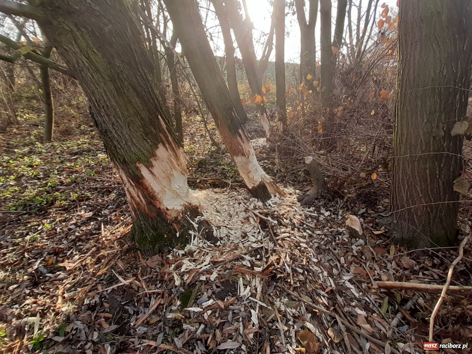 Zdjęcie w galerii na portalu naszraciborz.pl: Bobry rozgościły się w Raciborzu. Radny chce je chronić [FOTO] wiadomości z regionu