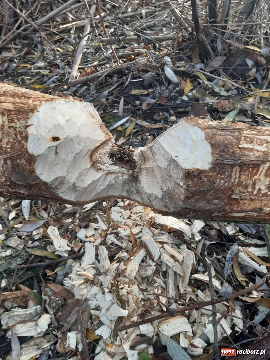 Zdjęcie w galerii na portalu naszraciborz.pl: Bobry rozgościły się w Raciborzu. Radny chce je chronić [FOTO] wiadomości z regionu