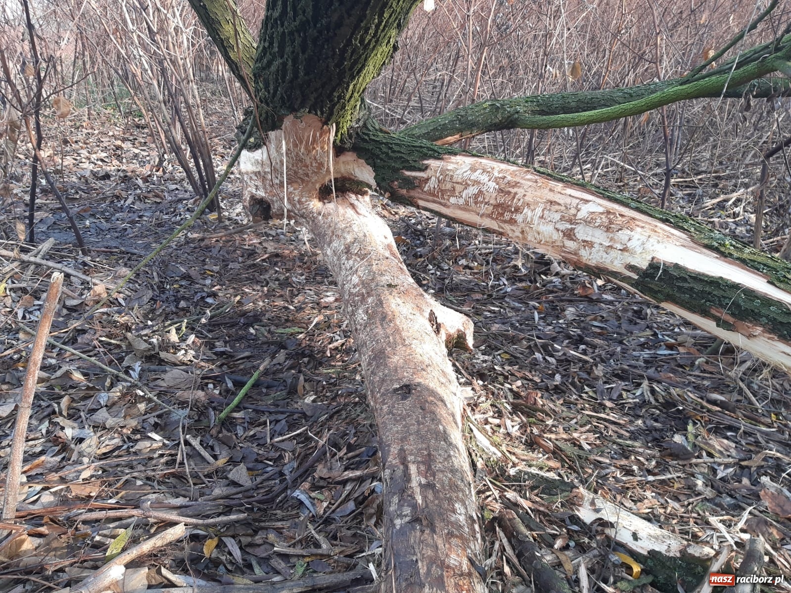 Zdjęcie w galerii na portalu naszraciborz.pl: Bobry rozgościły się w Raciborzu. Radny chce je chronić [FOTO] wiadomości z regionu