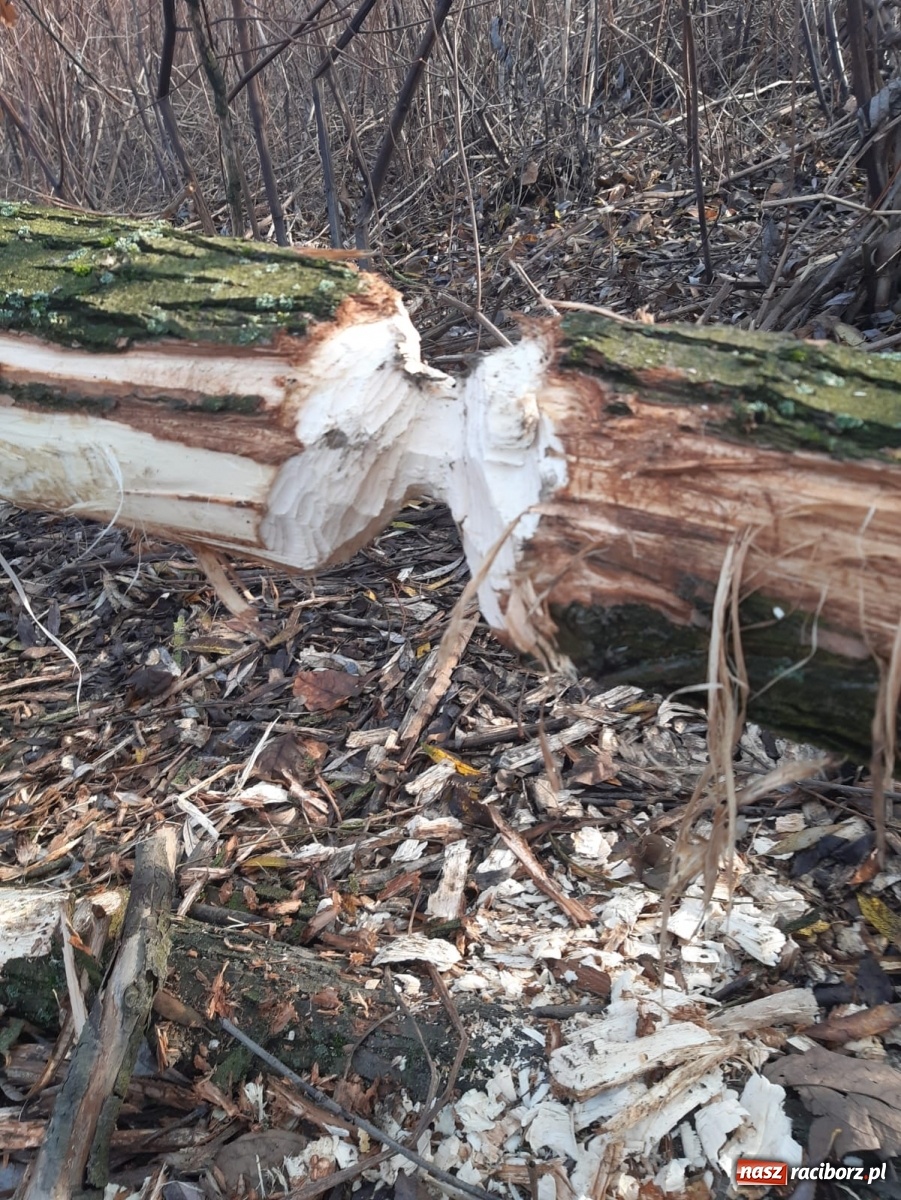 Zdjęcie w galerii na portalu naszraciborz.pl: Bobry rozgościły się w Raciborzu. Radny chce je chronić [FOTO] wiadomości z regionu