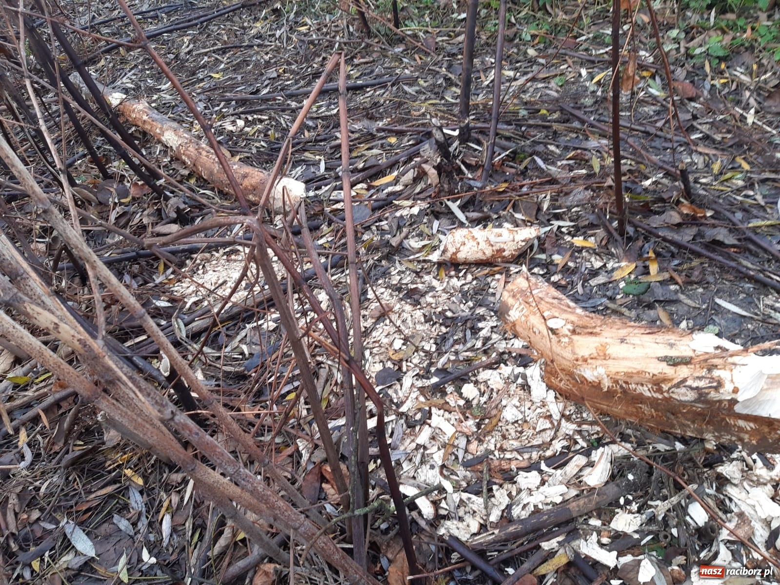 Zdjęcie w galerii na portalu naszraciborz.pl: Bobry rozgościły się w Raciborzu. Radny chce je chronić [FOTO] wiadomości z regionu