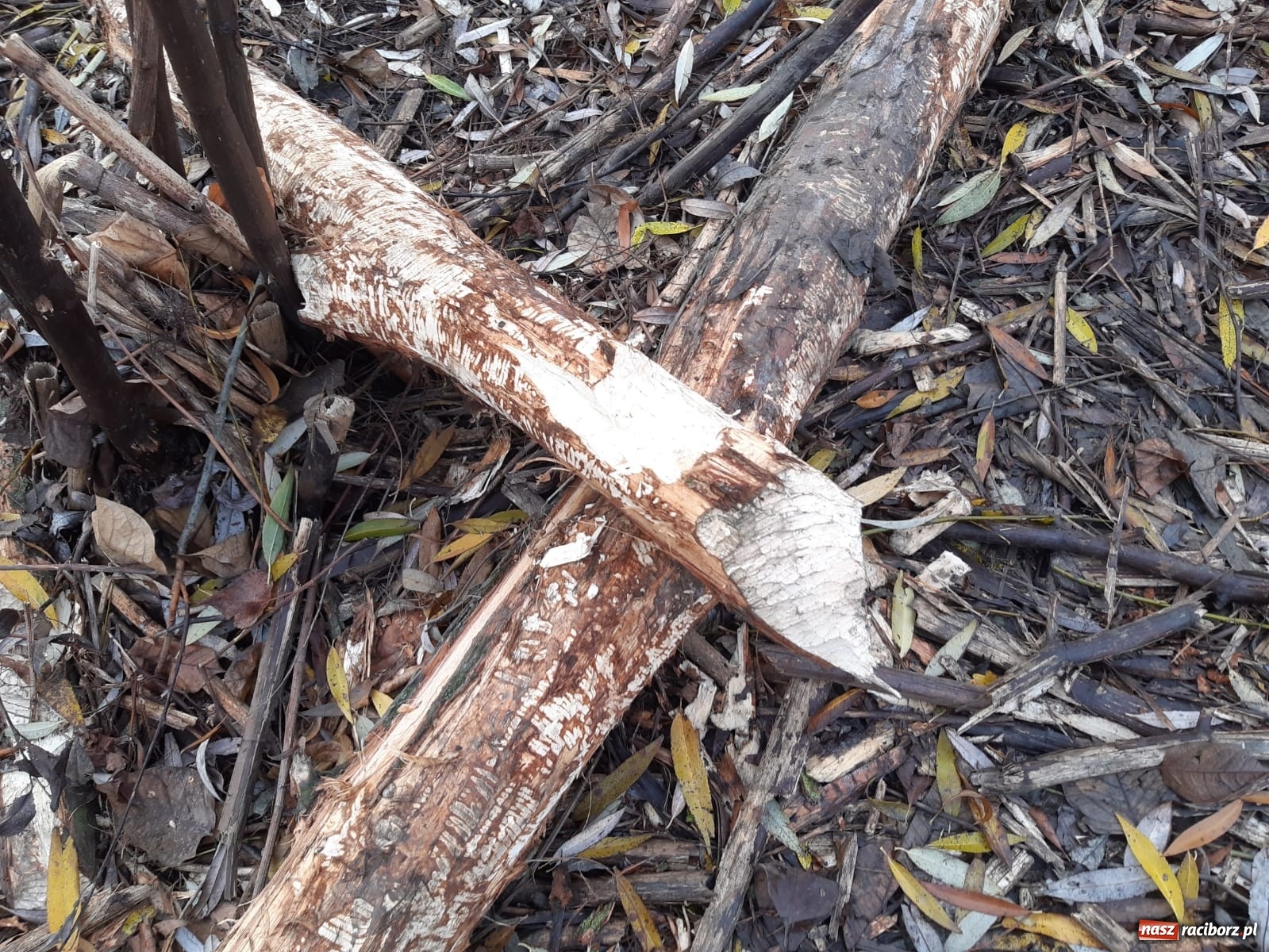 Zdjęcie w galerii na portalu naszraciborz.pl: Bobry rozgościły się w Raciborzu. Radny chce je chronić [FOTO] wiadomości z regionu