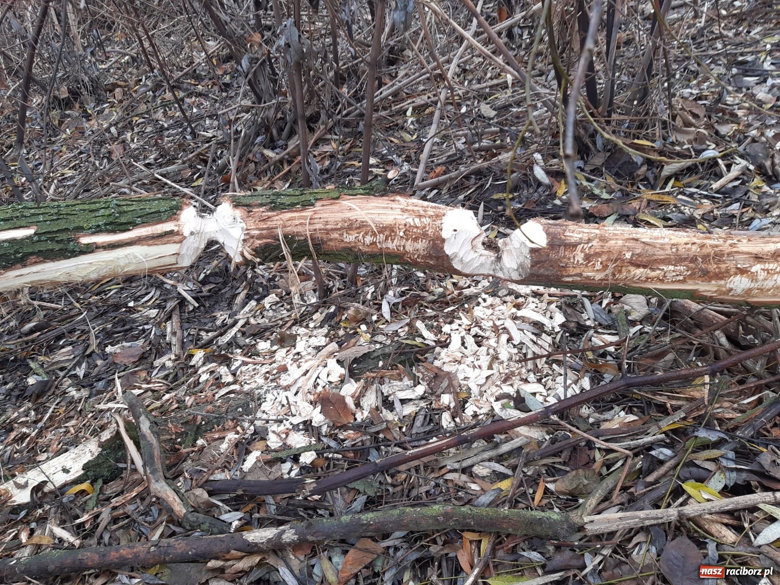 Zdjęcie w galerii na portalu naszraciborz.pl: Bobry rozgościły się w Raciborzu. Radny chce je chronić [FOTO] wiadomości z regionu