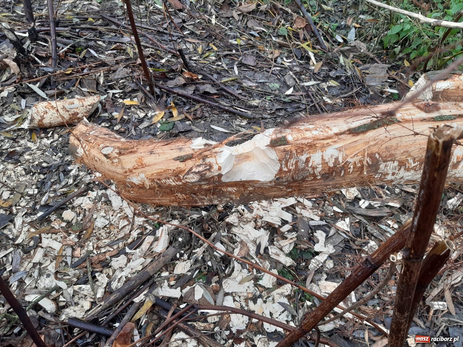 Zdjęcie w galerii na portalu naszraciborz.pl: Bobry rozgościły się w Raciborzu. Radny chce je chronić [FOTO] wiadomości z regionu