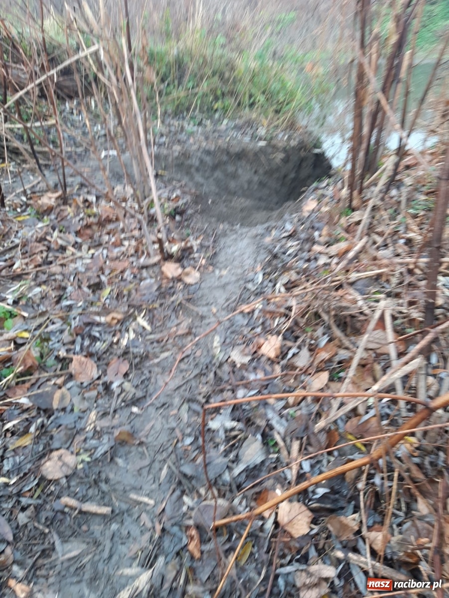 Zdjęcie w galerii na portalu naszraciborz.pl: Bobry rozgościły się w Raciborzu. Radny chce je chronić [FOTO] wiadomości z regionu
