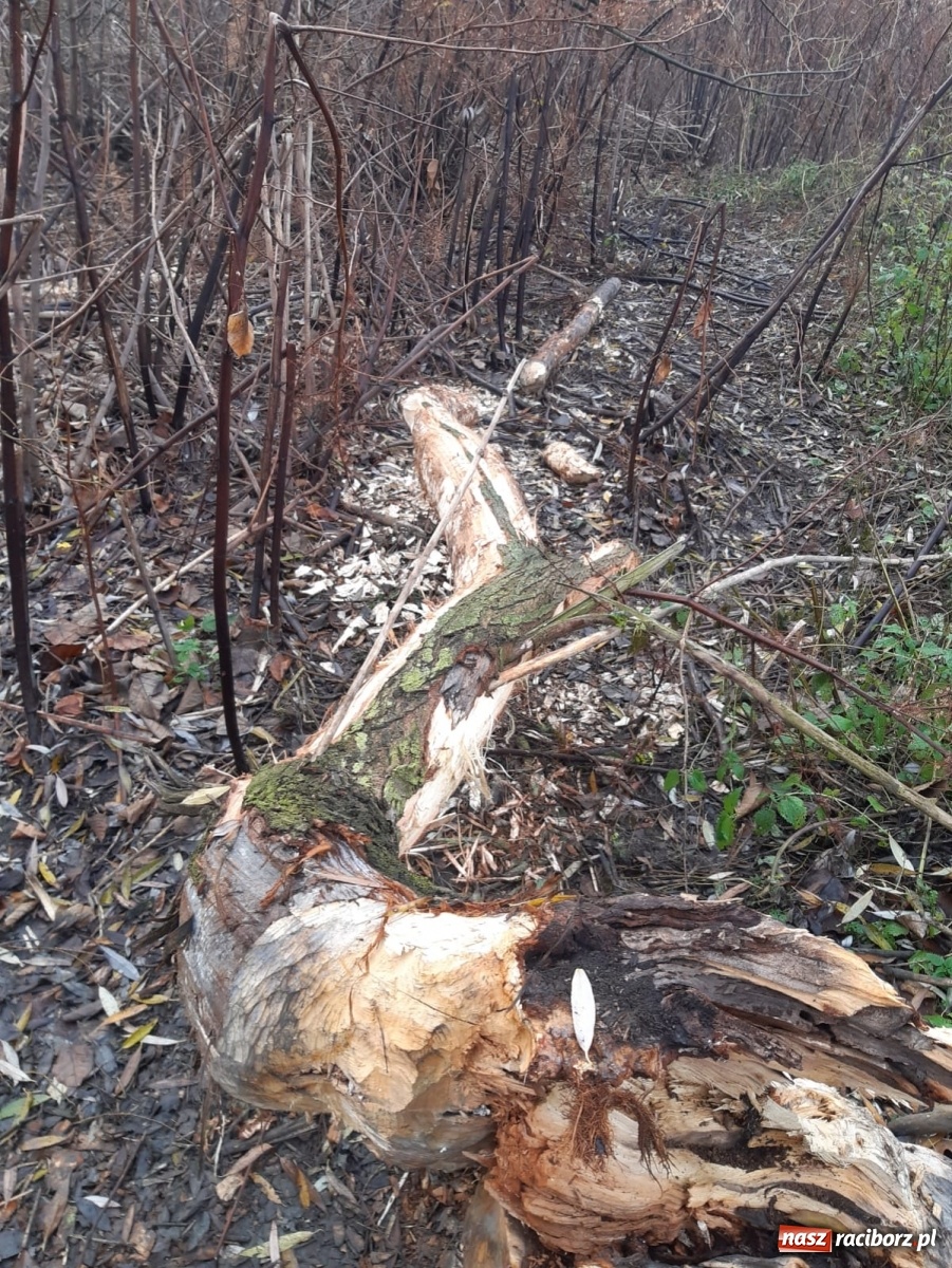 Zdjęcie w galerii na portalu naszraciborz.pl: Bobry rozgościły się w Raciborzu. Radny chce je chronić [FOTO] wiadomości z regionu