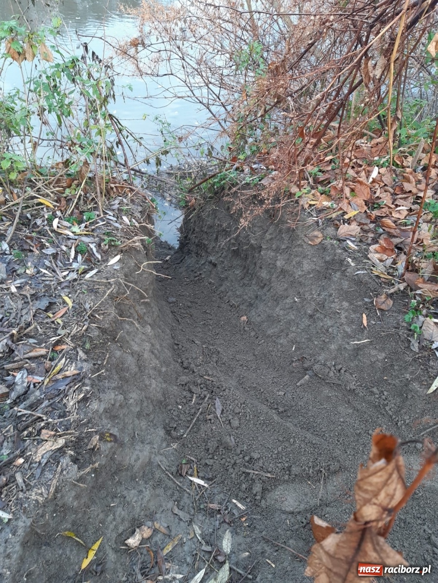 Zdjęcie w galerii na portalu naszraciborz.pl: Bobry rozgościły się w Raciborzu. Radny chce je chronić [FOTO] wiadomości z regionu