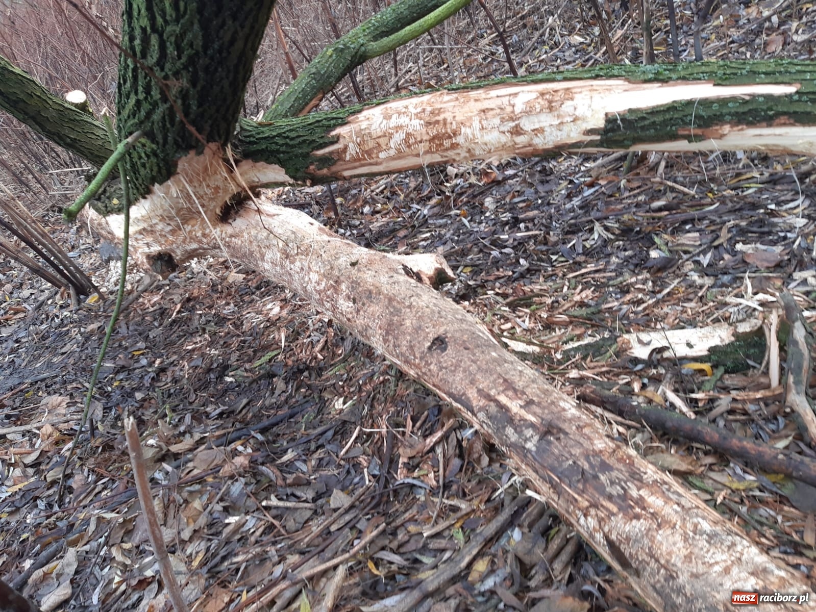 Zdjęcie w galerii na portalu naszraciborz.pl: Bobry rozgościły się w Raciborzu. Radny chce je chronić [FOTO] wiadomości z regionu