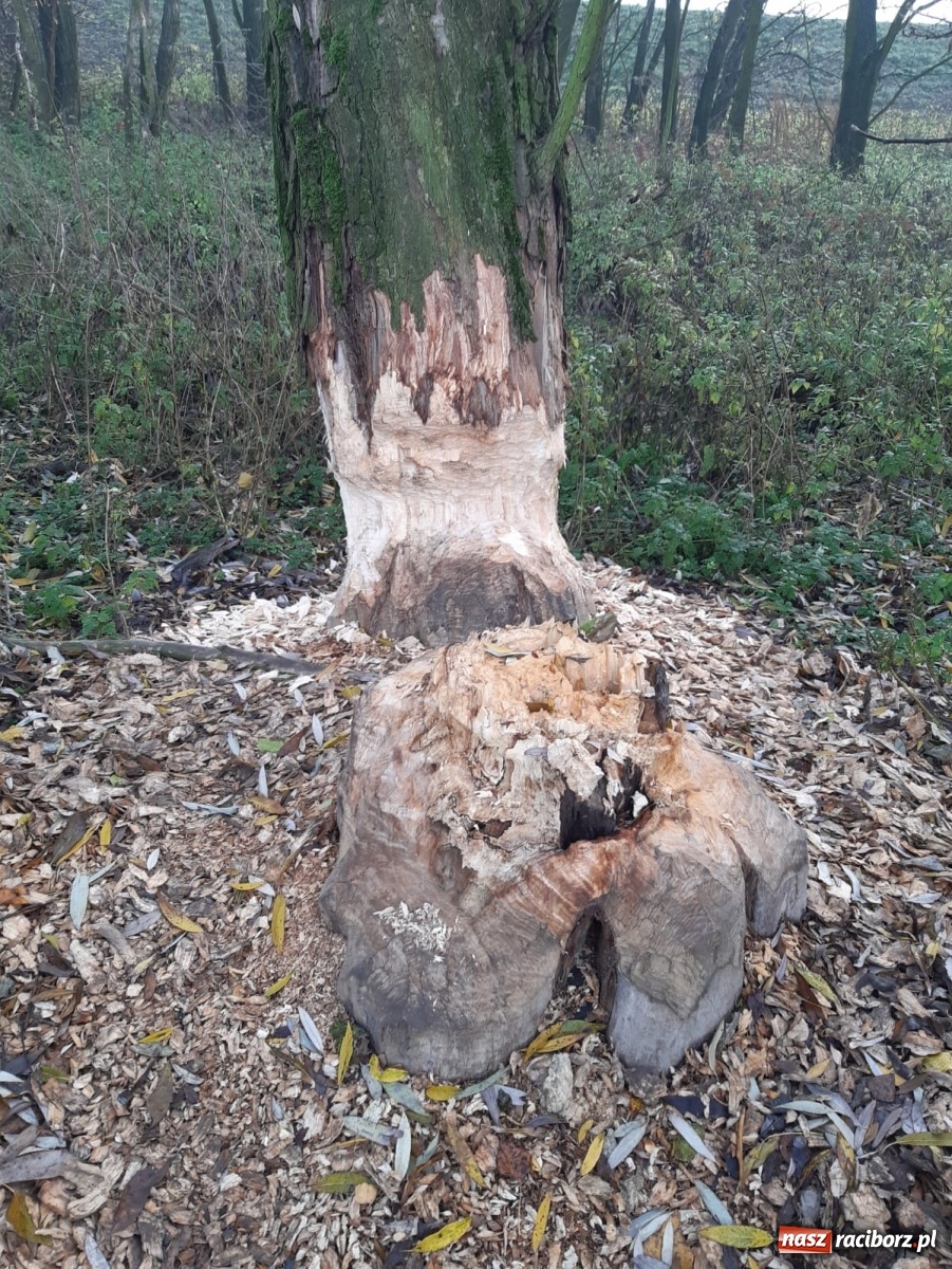Zdjęcie w galerii na portalu naszraciborz.pl: Bobry rozgościły się w Raciborzu. Radny chce je chronić [FOTO] wiadomości z regionu