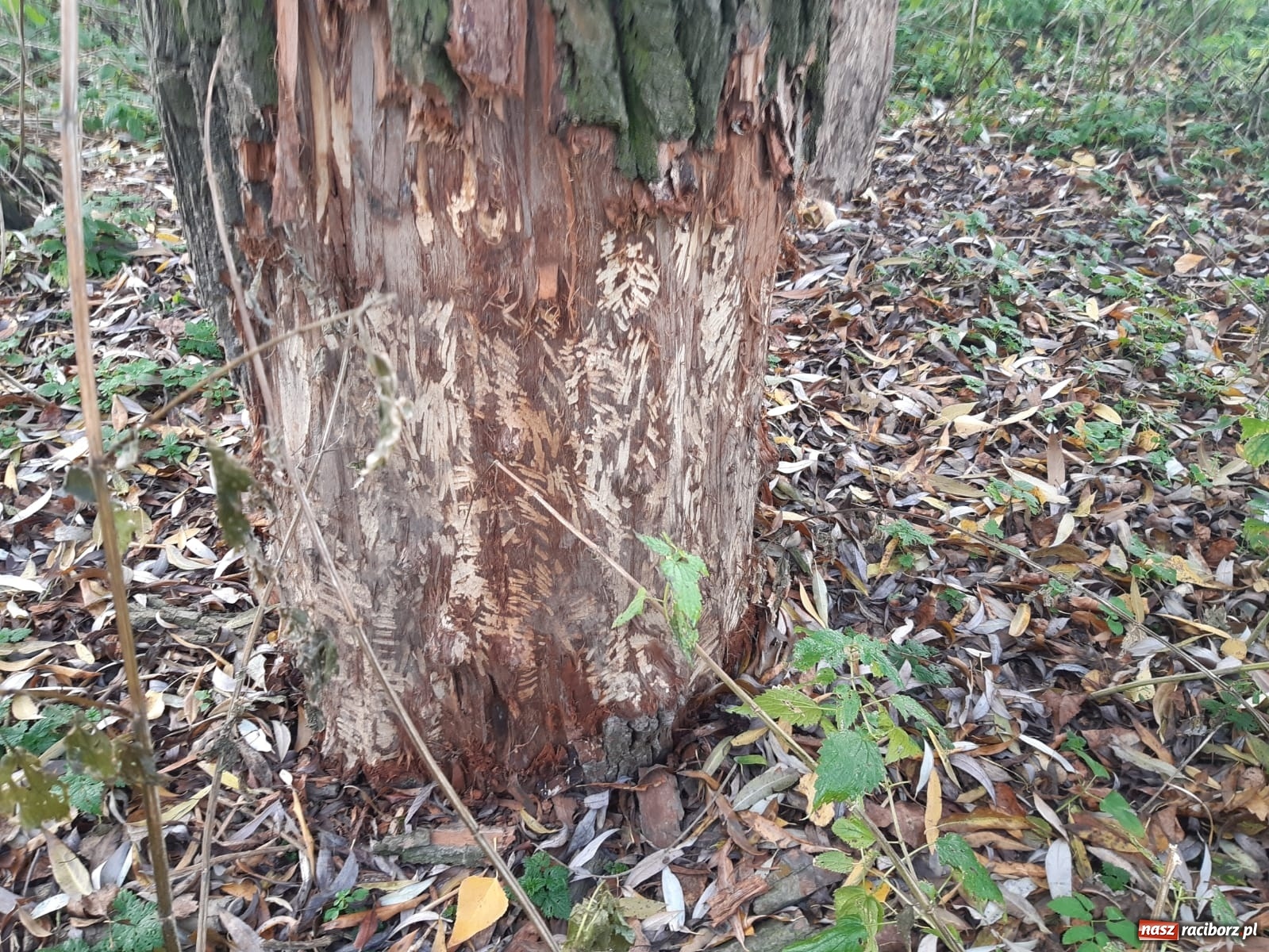 Zdjęcie w galerii na portalu naszraciborz.pl: Bobry rozgościły się w Raciborzu. Radny chce je chronić [FOTO] wiadomości z regionu
