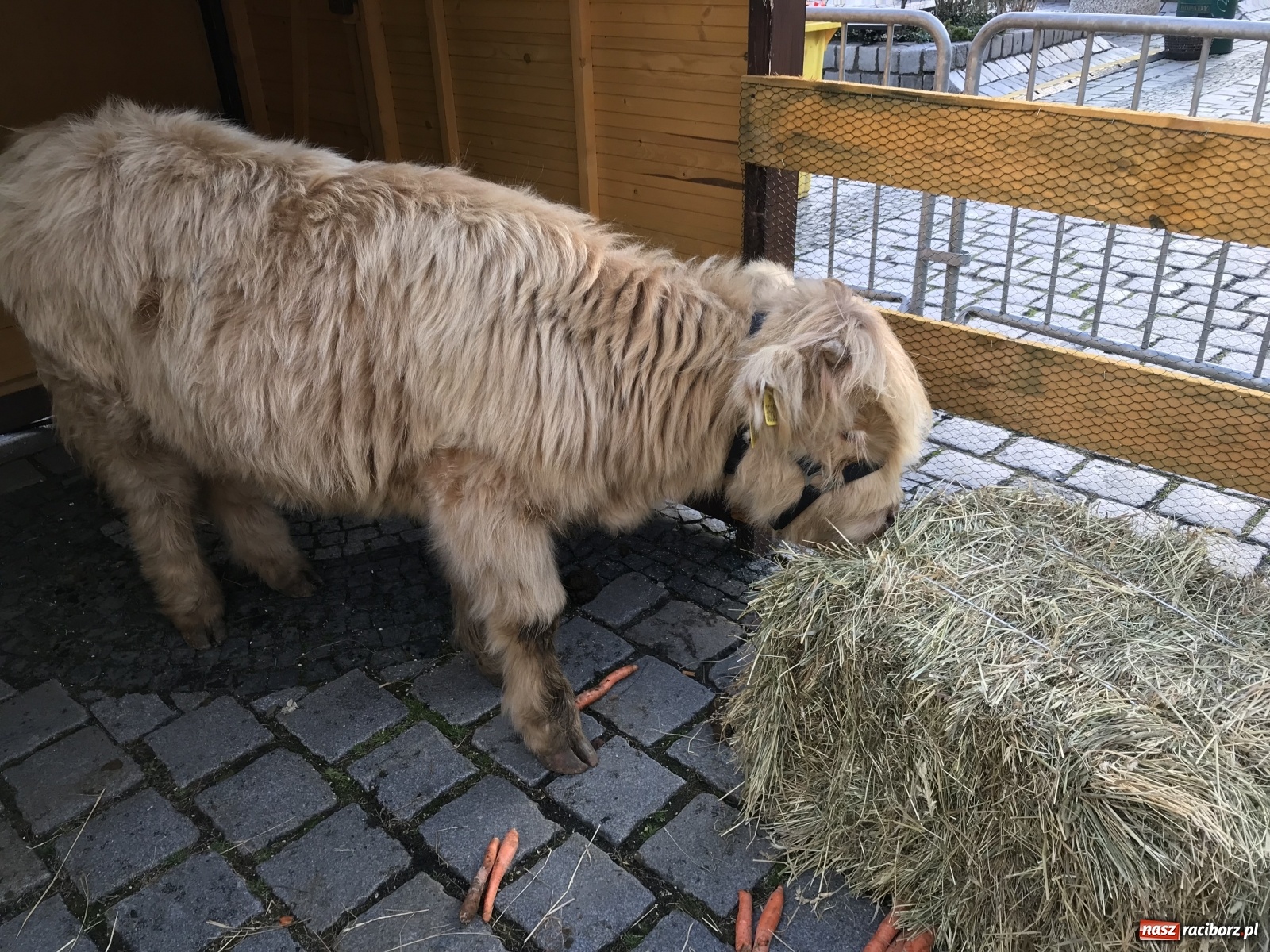 Zdjęcie w galerii na portalu naszraciborz.pl: Na raciborskim Rynku stanęła żywa szopka [FOTO i WIDEO] wiadomości z regionu