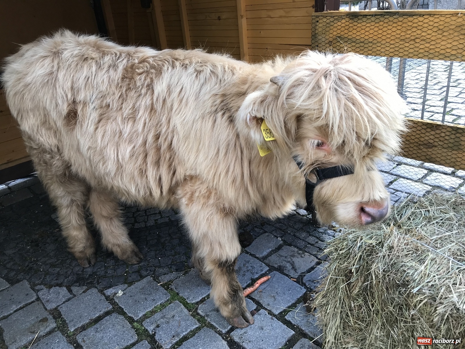 Zdjęcie w galerii na portalu naszraciborz.pl: Na raciborskim Rynku stanęła żywa szopka [FOTO i WIDEO] wiadomości z regionu