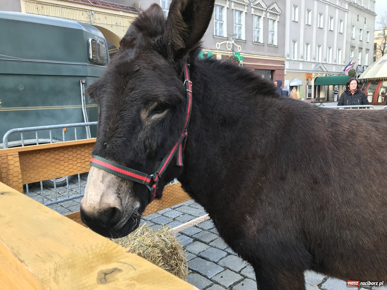 Zdjęcie w galerii na portalu naszraciborz.pl: Na raciborskim Rynku stanęła żywa szopka [FOTO i WIDEO] wiadomości z regionu