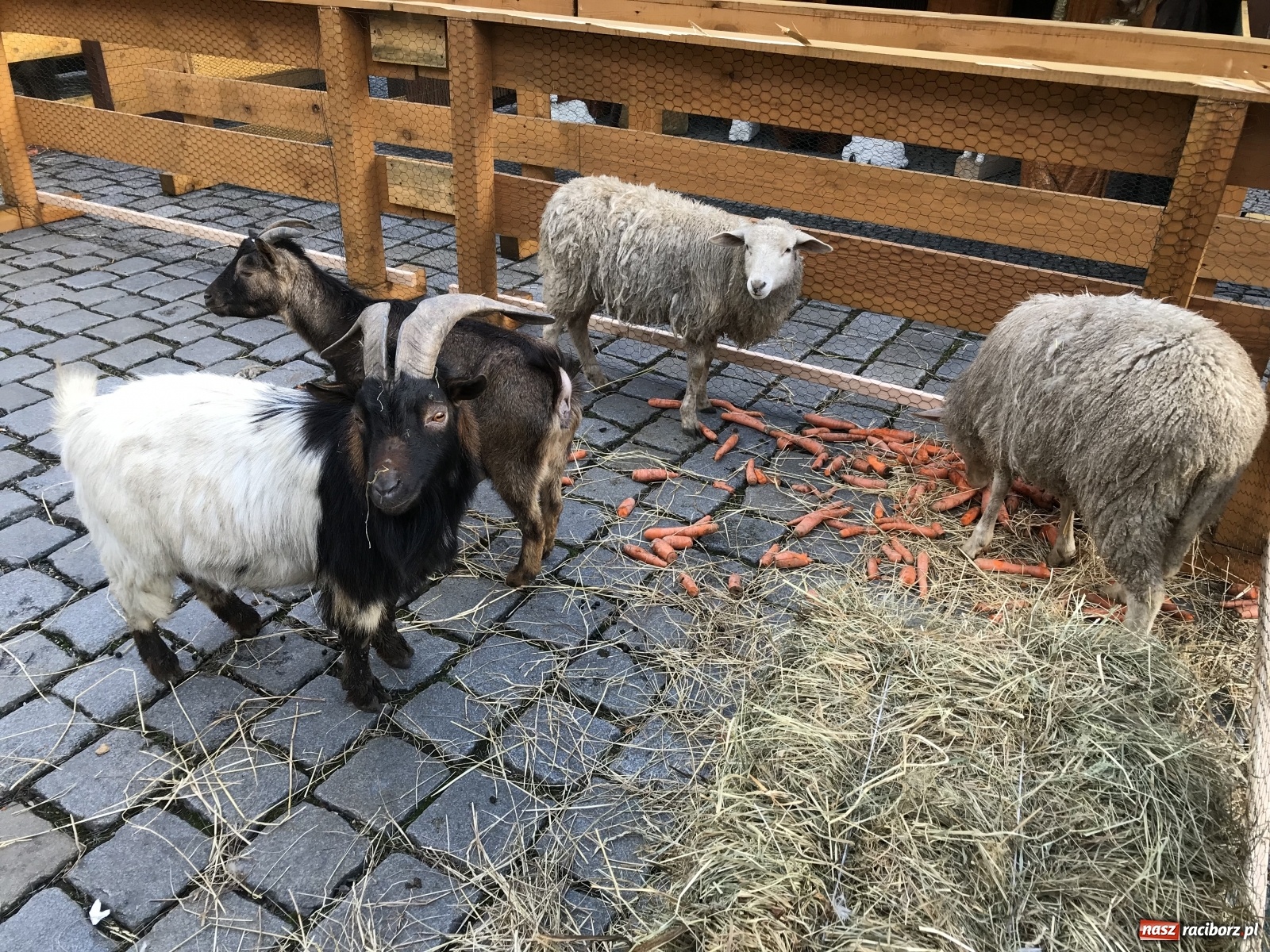 Zdjęcie w galerii na portalu naszraciborz.pl: Na raciborskim Rynku stanęła żywa szopka [FOTO i WIDEO] wiadomości z regionu