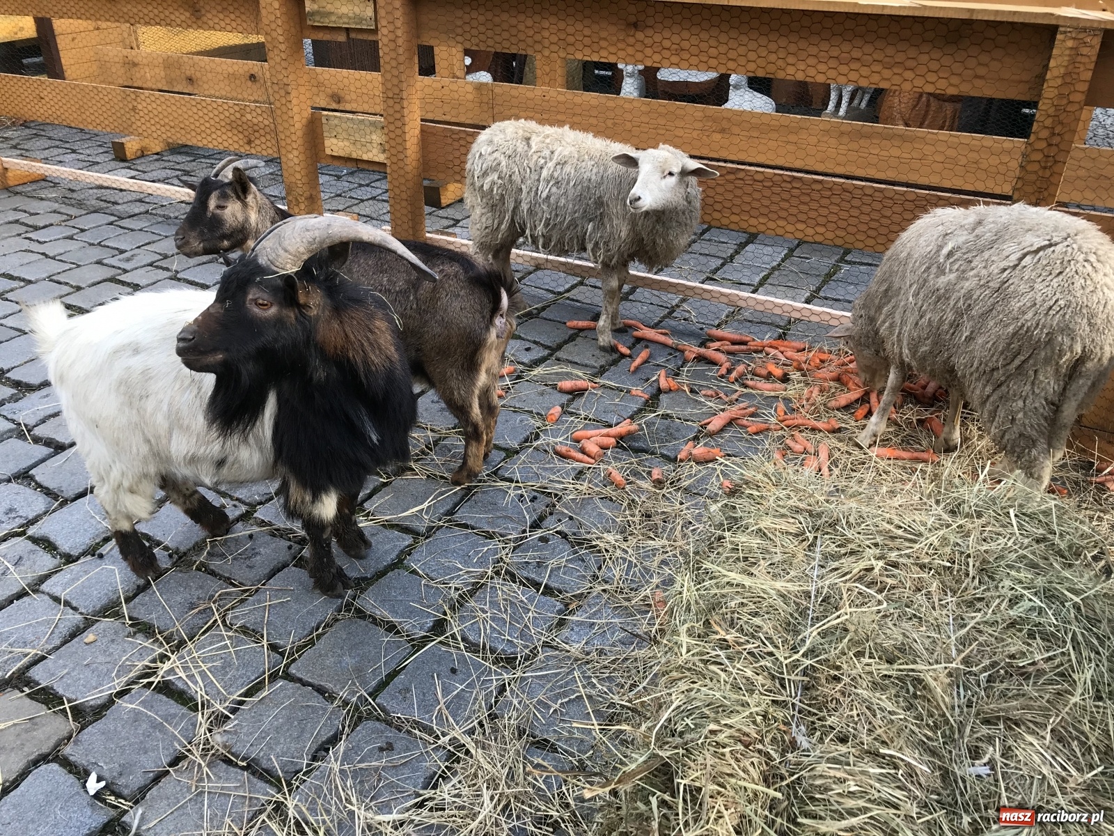 Zdjęcie w galerii na portalu naszraciborz.pl: Na raciborskim Rynku stanęła żywa szopka [FOTO i WIDEO] wiadomości z regionu