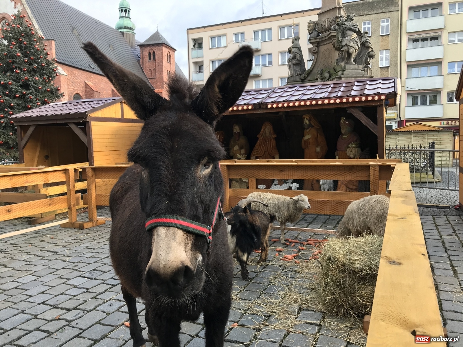 Zdjęcie w galerii na portalu naszraciborz.pl: Na raciborskim Rynku stanęła żywa szopka [FOTO i WIDEO] wiadomości z regionu
