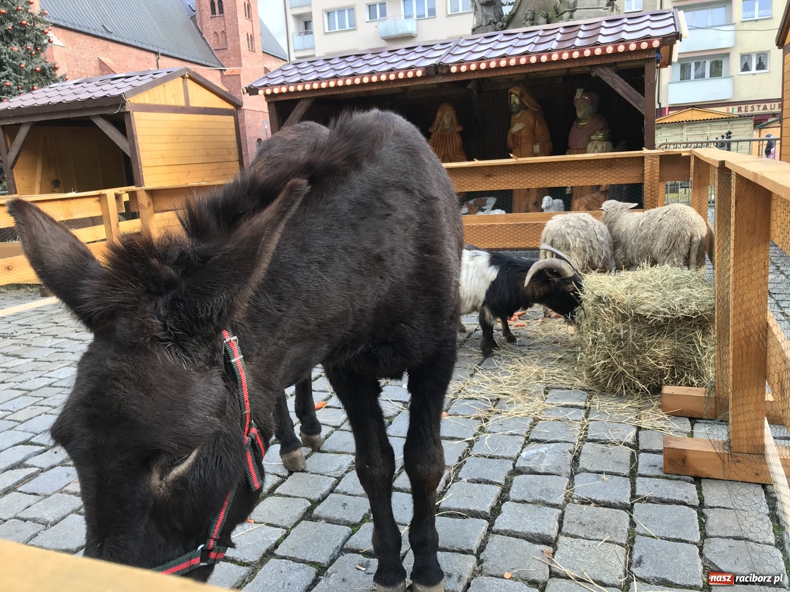 Zdjęcie w galerii na portalu naszraciborz.pl: Na raciborskim Rynku stanęła żywa szopka [FOTO i WIDEO] wiadomości z regionu