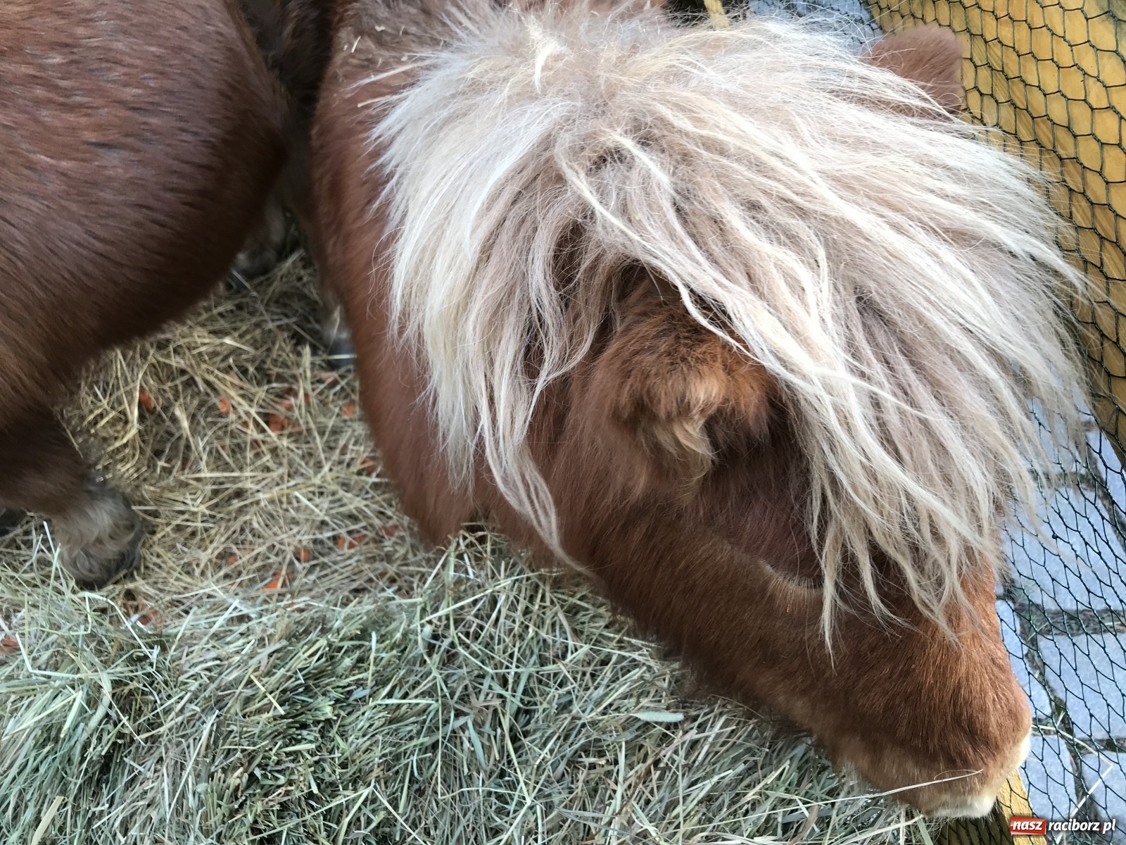 Zdjęcie w galerii na portalu naszraciborz.pl: Na raciborskim Rynku stanęła żywa szopka [FOTO i WIDEO] wiadomości z regionu