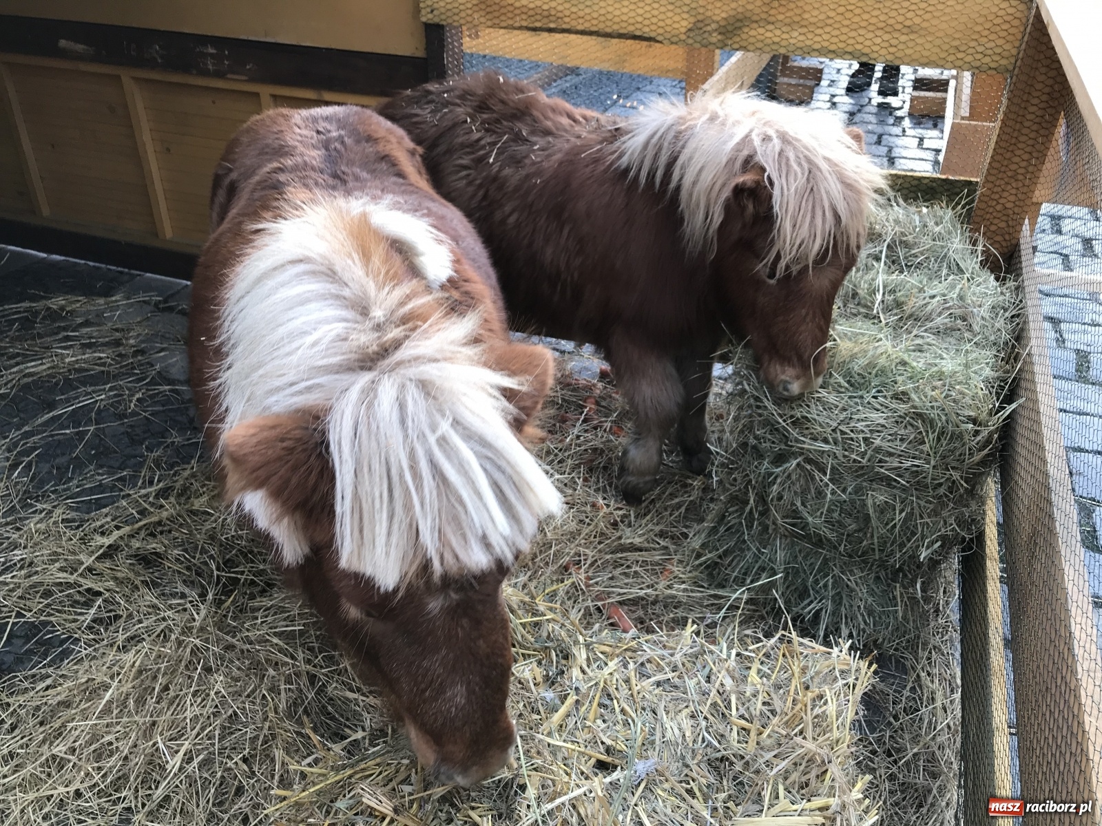 Zdjęcie w galerii na portalu naszraciborz.pl: Na raciborskim Rynku stanęła żywa szopka [FOTO i WIDEO] wiadomości z regionu