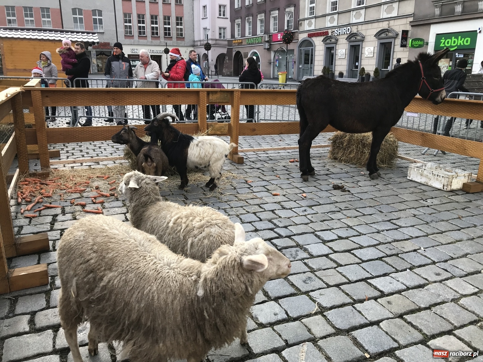 Zdjęcie w galerii na portalu naszraciborz.pl: Na raciborskim Rynku stanęła żywa szopka [FOTO i WIDEO] wiadomości z regionu